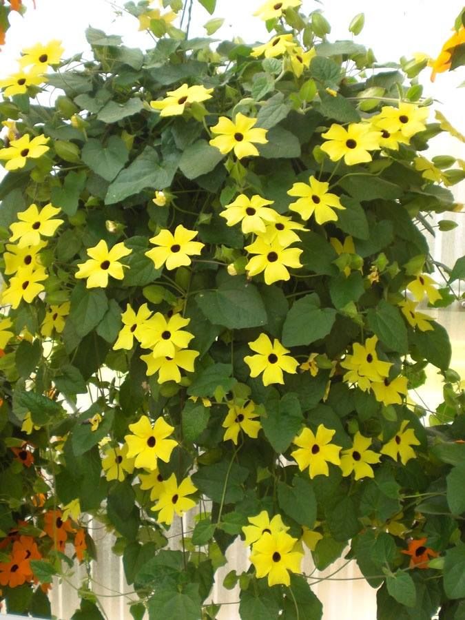 Thunbergia - Black Eyed Susan Vine Thunbergia - 'Black Eyed Susan Vine' image3 4