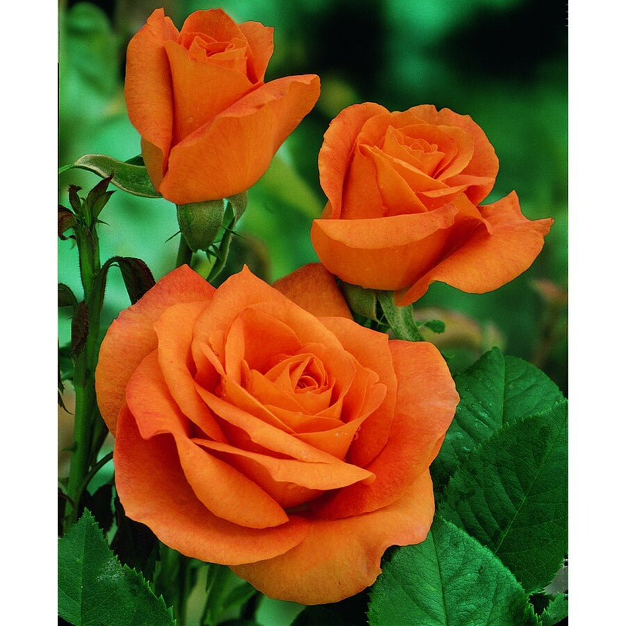 Orange Rose Bush - Orange Sensation 95062111474 1