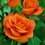 Orange Rose Bush  4