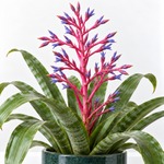 Aechmea Blue Rain  4
