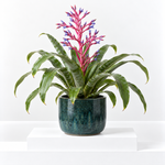 Aechmea Blue Rain  1