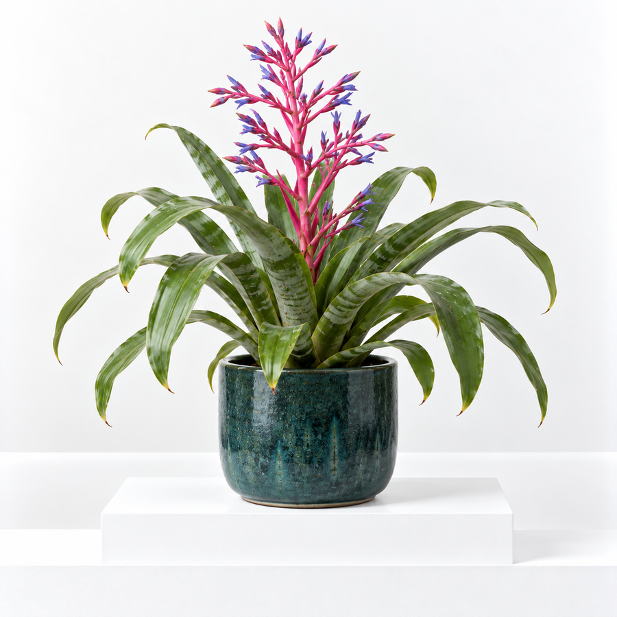 Aechmea Blue Rain  1