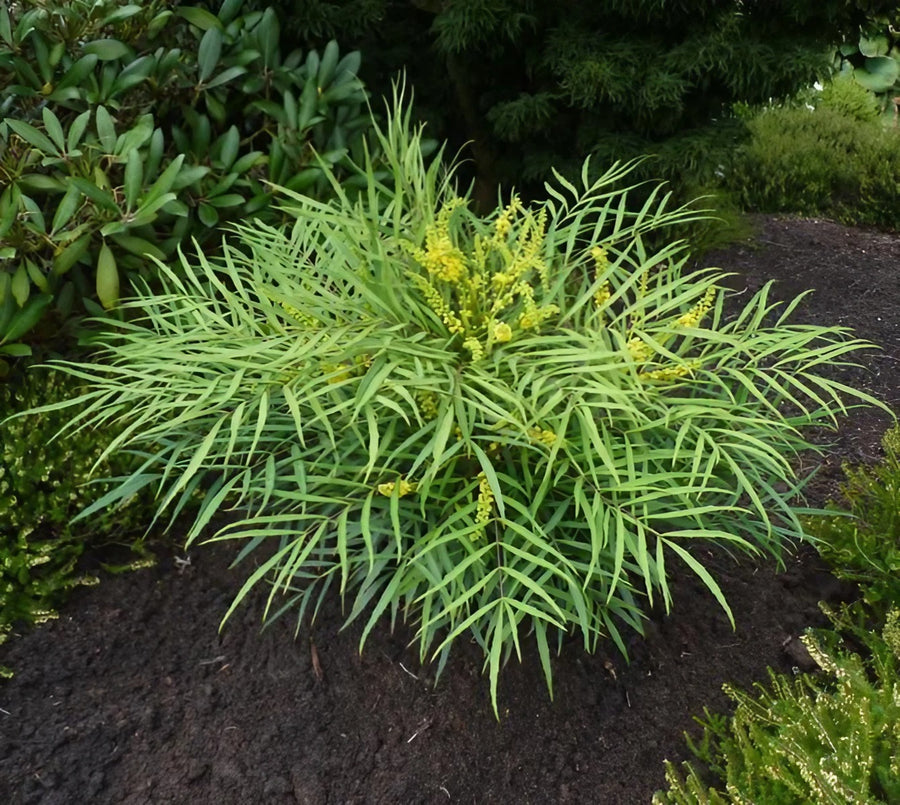 Mahonia aeurybracteata Soft Cares Mahonia aeurybracteata Soft Cares image1 1