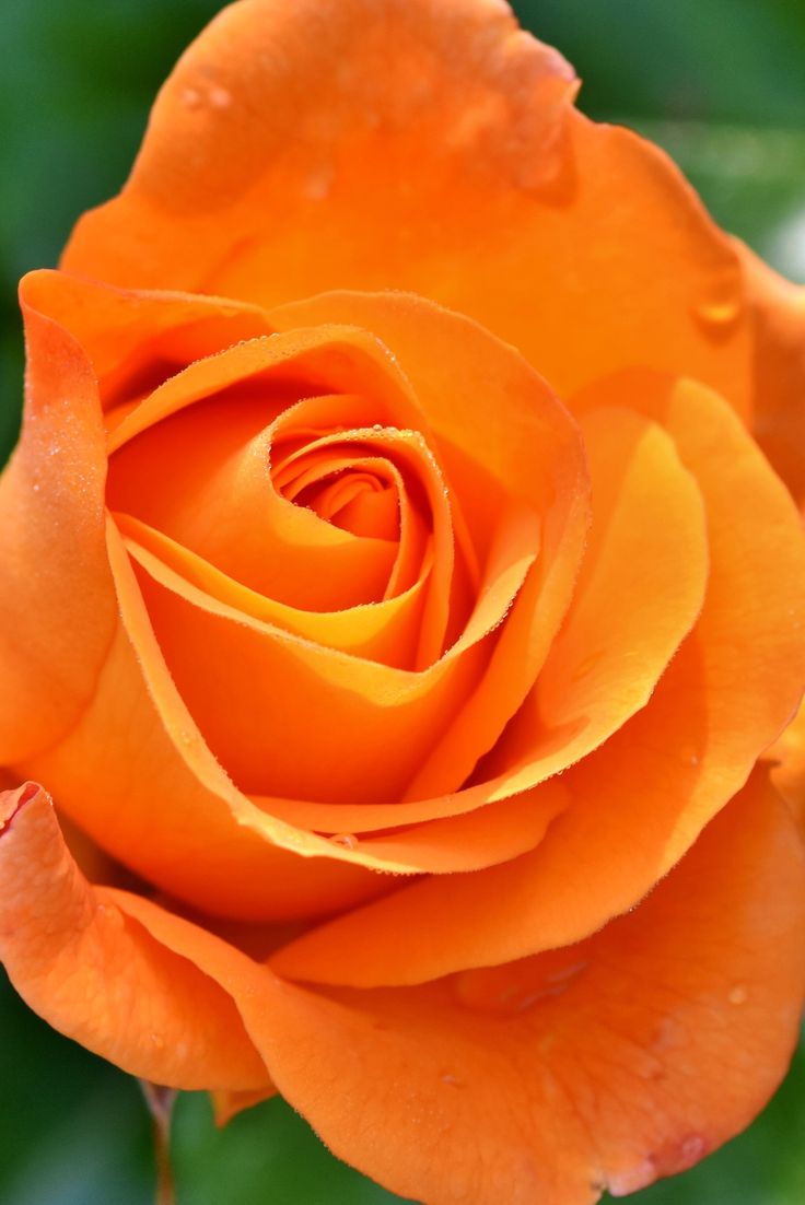Orange Rose Bush - Whisky Mac 0f5936c209239c13e0f81998d794914d 4