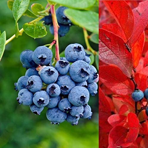 Blueberry Jay