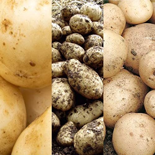 Seed Potato Varieties