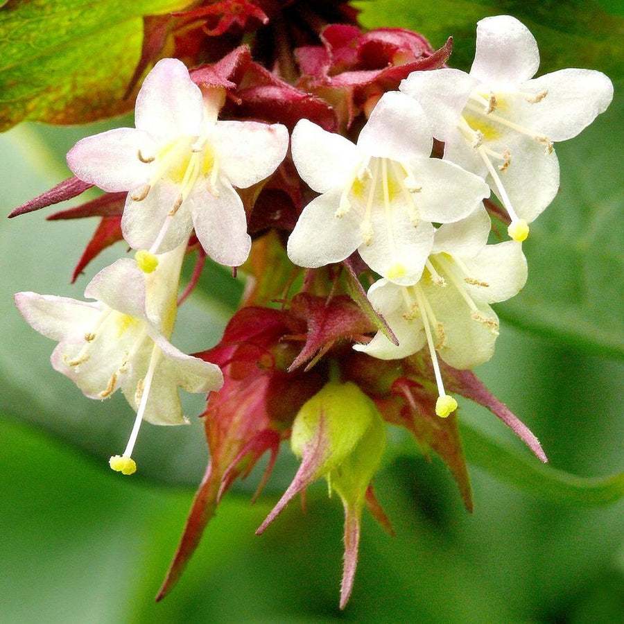 Leycesteria Formosa - 'Golden Lanterns' Leycesteria Formosa - 'Golden Lanterns' image1 1