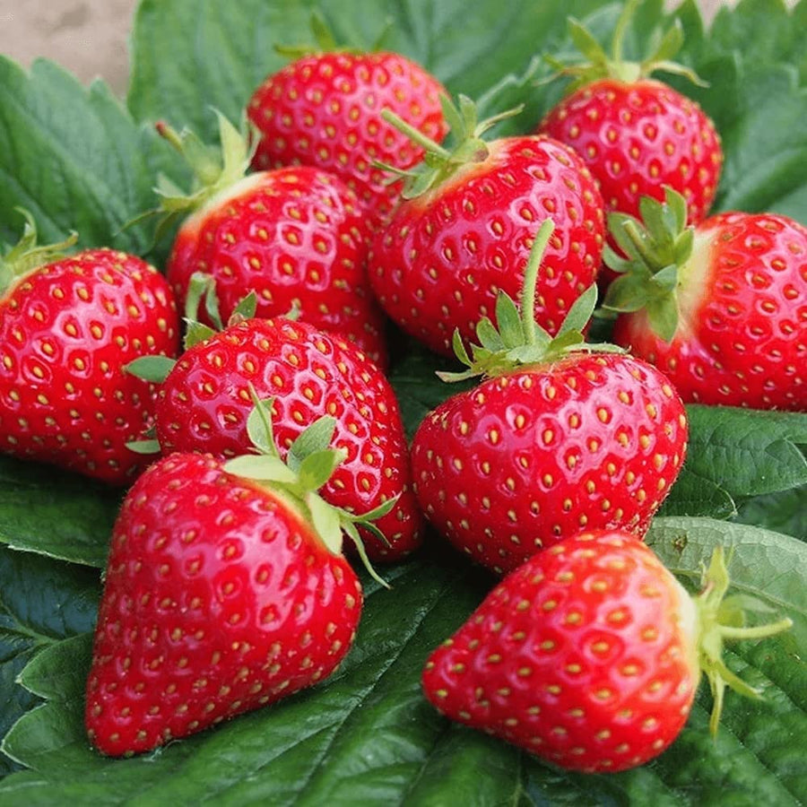 Strawberry Bare Root Plants 1 3