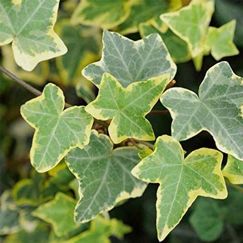 Hedera Climbing Ivy Goldchild