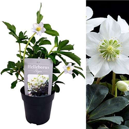 Helleborus Niger - 'Christmas Rose' 1 2