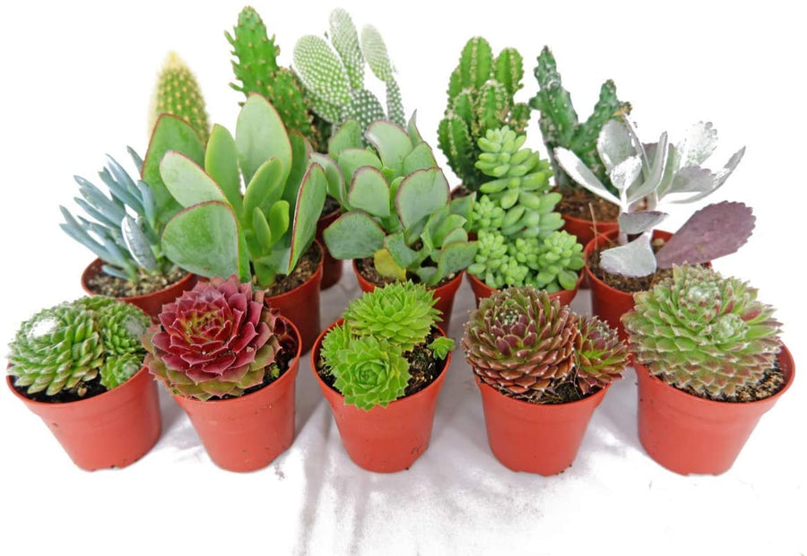 15 Mixed Plants - 5 Succulents, 5 Sempervivum & 5 Cactus 1 3