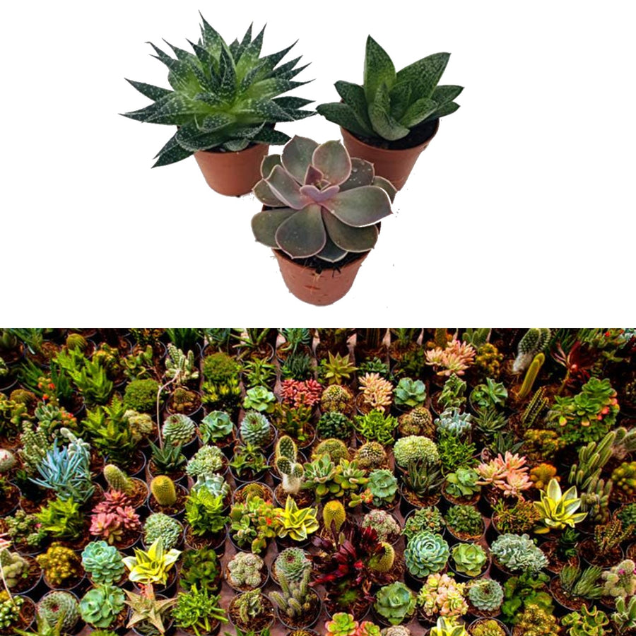 Mix Plants - 2 Aloe Vera & 1 Succulent 1 3