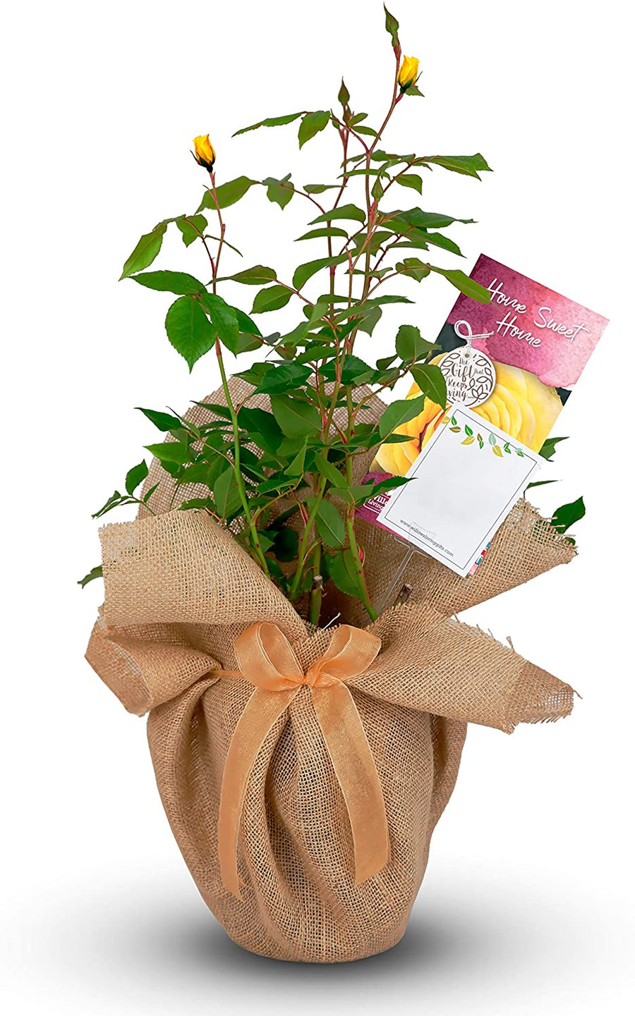 Home Sweet Home Rose Bush Gift Wrapped Home Sweet Home Rose Bush Gift Wrapped image1 1