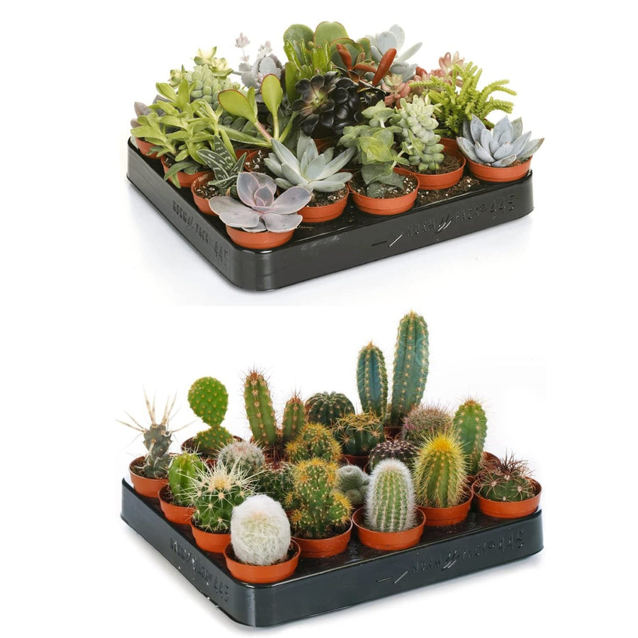 Mini Succulent & Cactus Mix 1 3