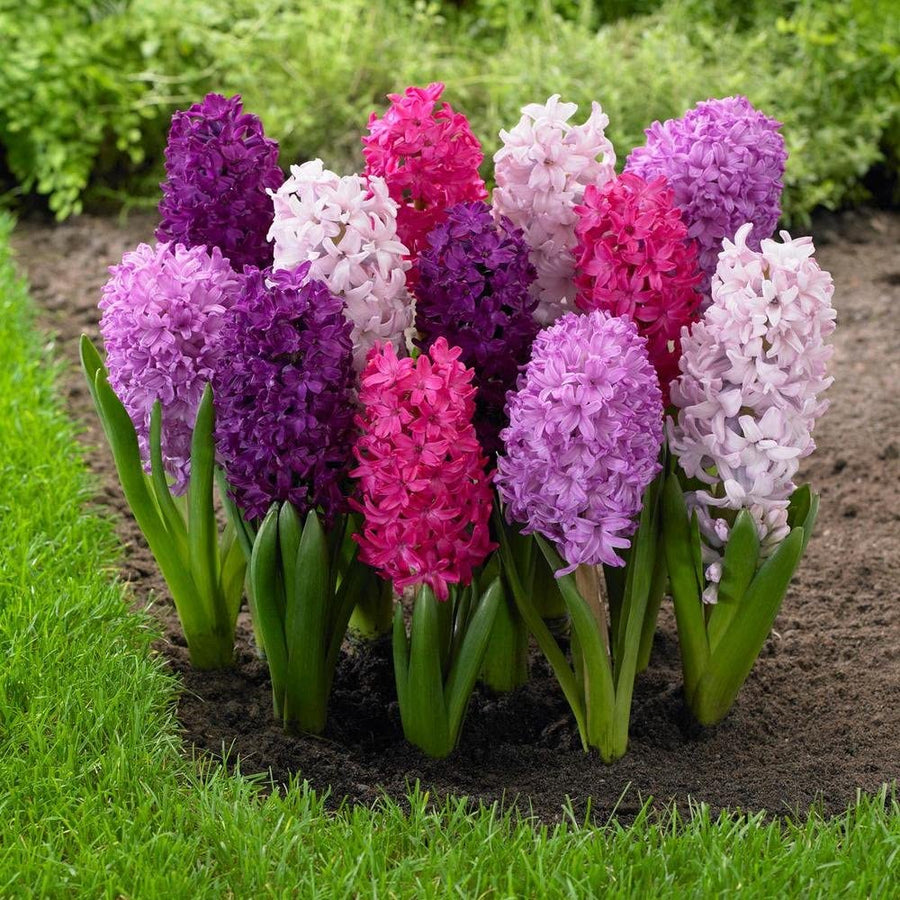 Hyacinth Bulbs - 3 Mix Colours Plants Hyacinth Bulbs - 3 Mix Colours Plants image1 1