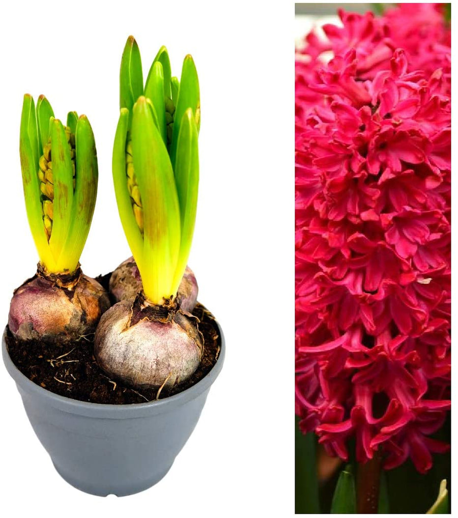 Red Hyacinth Flowering Bulb Trio 1 3