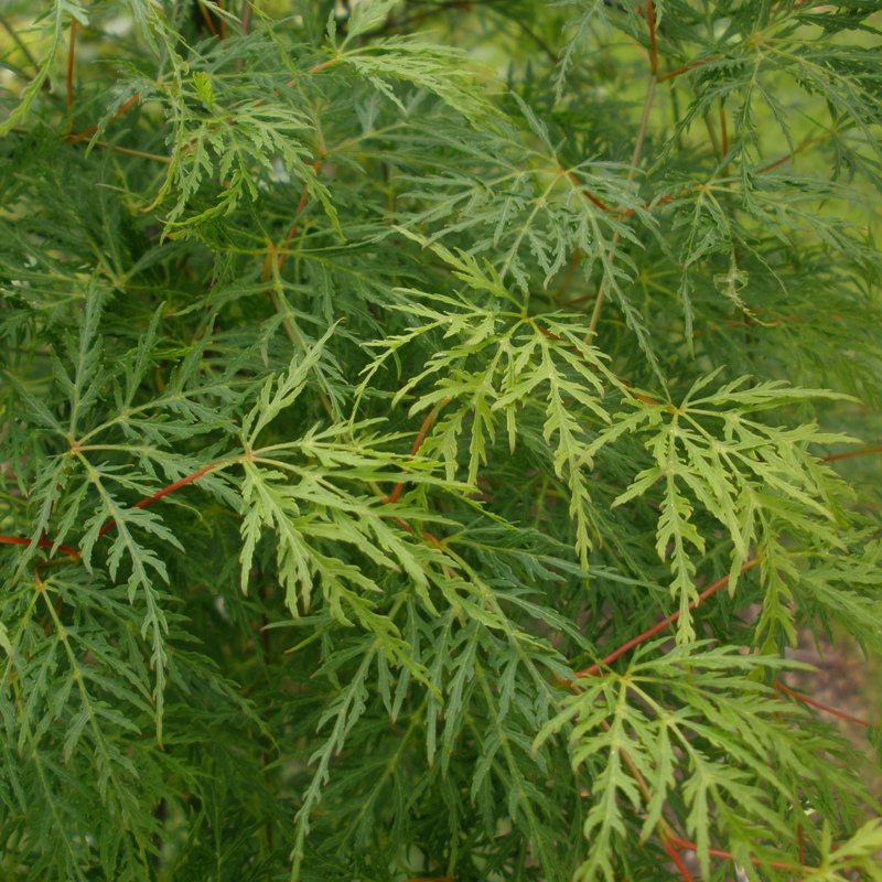 Acer Emerald Lace