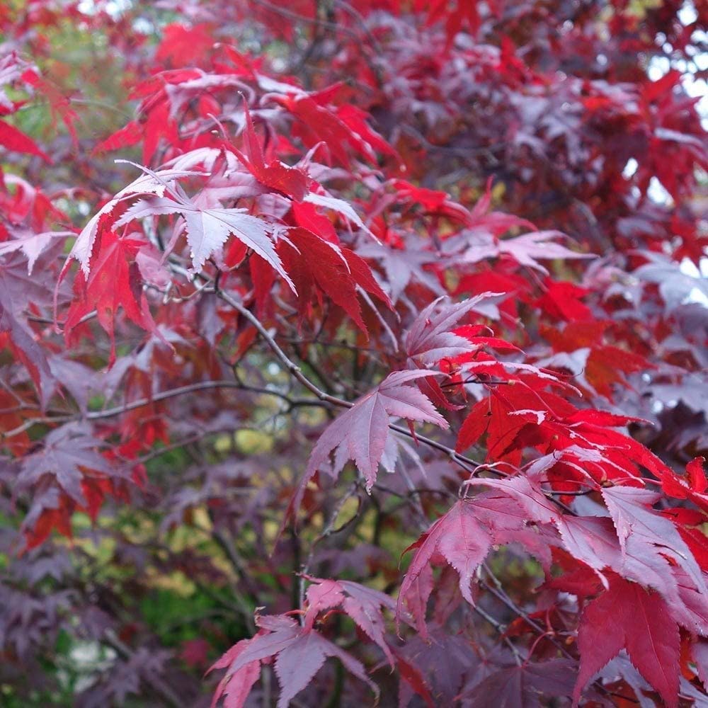 Acer Atropurpureum