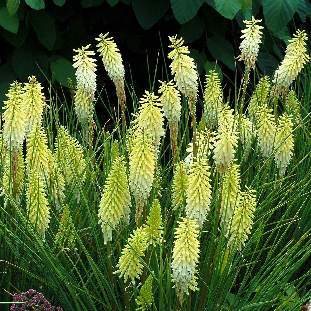 Kniphofia Pineapple Popsicle
