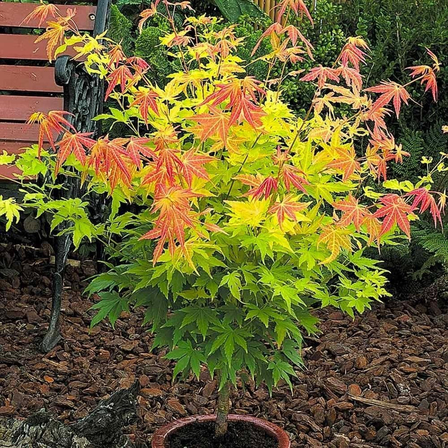 Acer Orange Dream 1 1