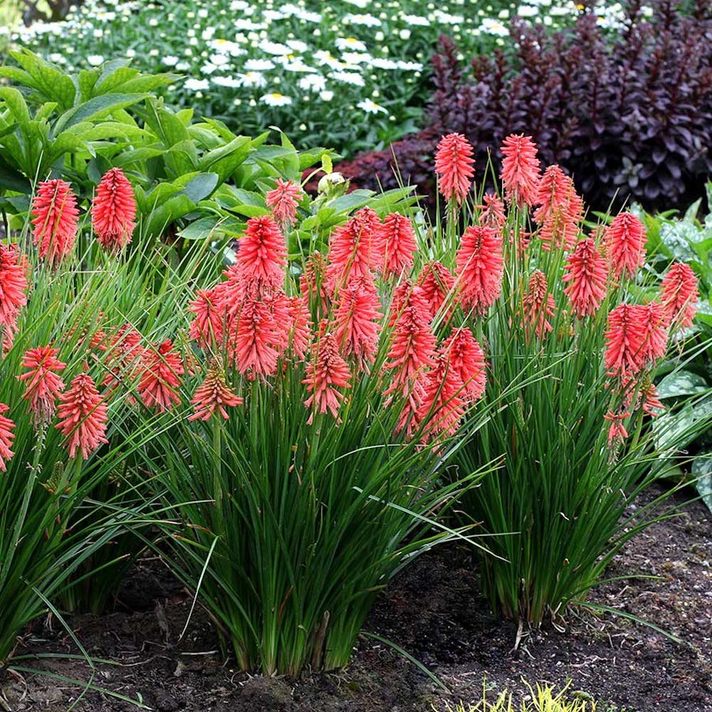 Kniphofia Poco