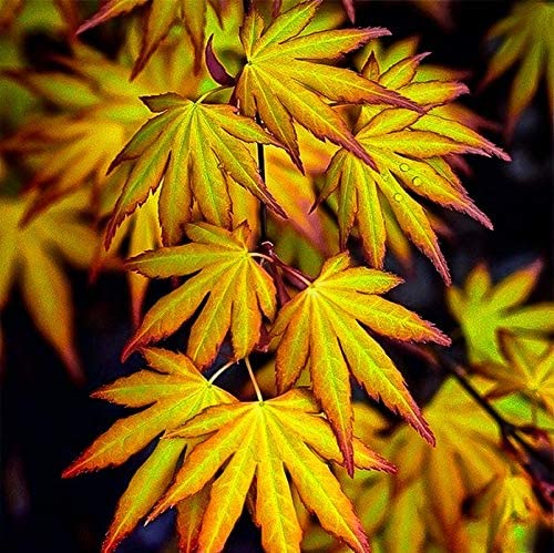 Acer Palmatum Katsura 1 1