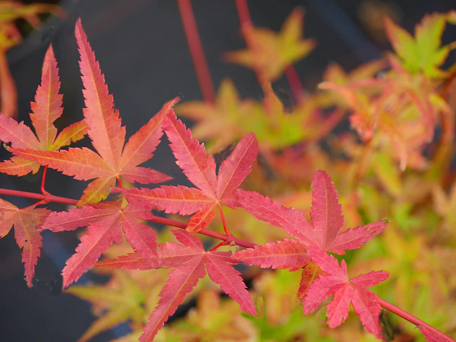 Acer Palmatum Phoenix 1 1