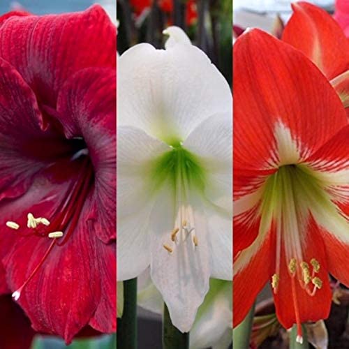 Amaryllis Bulbs