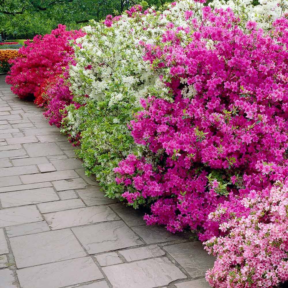 Azalea Plant Mix