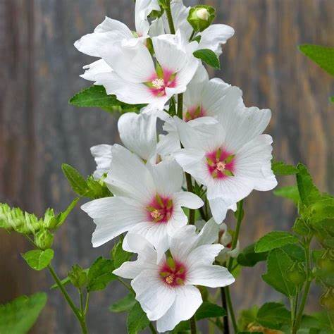 Lavatera Silver Barnsley - Tree Mallow Plants 1 1