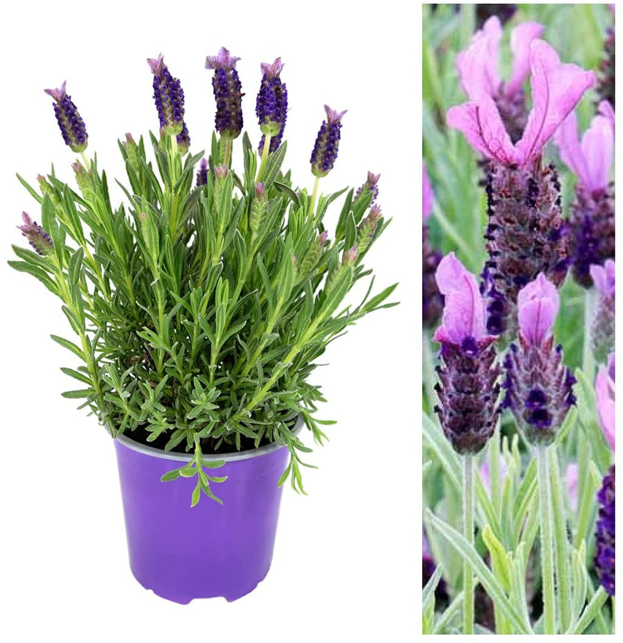 Lavender Anouk Butterfly Lavender Anouk Butterfly image1 1