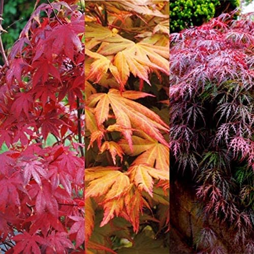 Acer Tree Mix Plant Collection