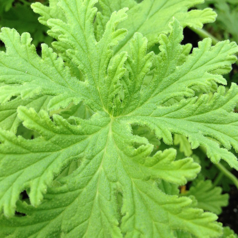 Lemon Scented Geranium Lemon Scented Geranium image1 3