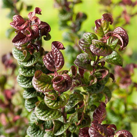 Leucothoe - 'Curly Red' 1 1