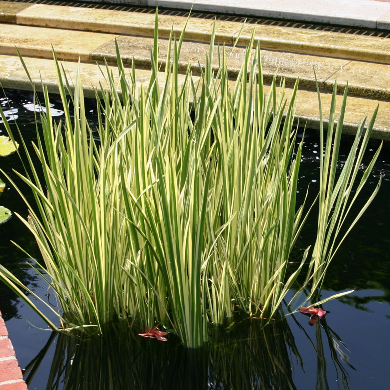 Acorus Gramineus Variegatus Pond Plant