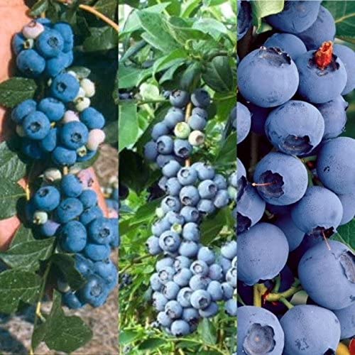 Blueberry Vaccinium Mix