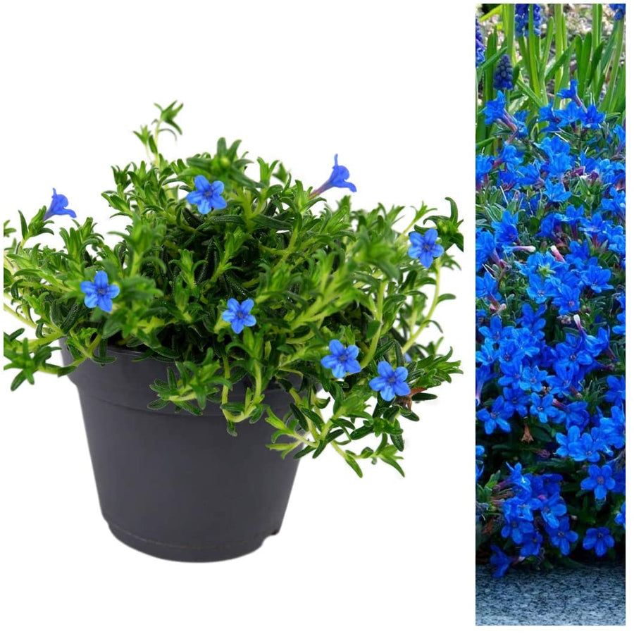 Lithodora Heavenly Blue 1 3