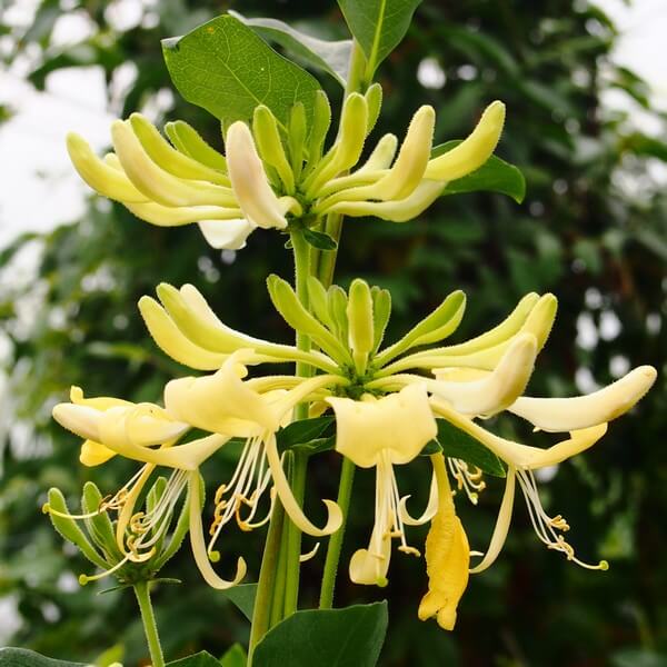 Lonicera Graham Thomas