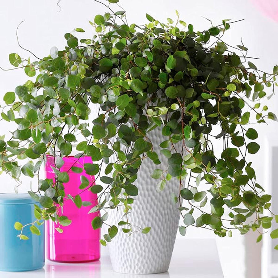 Maidenhair Vine Plant- Muehlenbeckia 1 1