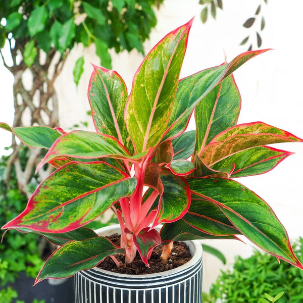 aglaonema light star Aglaonema Light Star