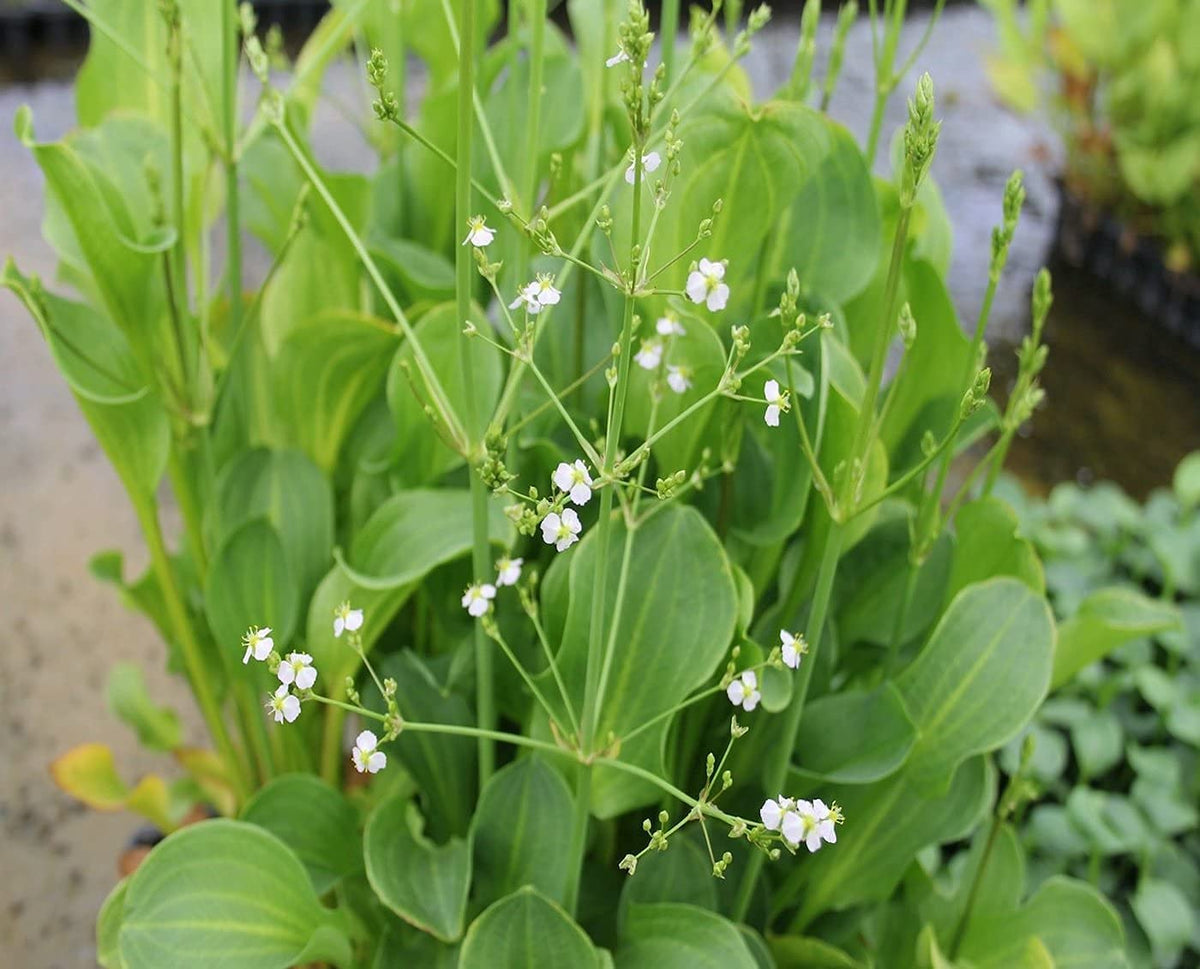 Water Plantain Alisma plantago aquatica Pond Plant