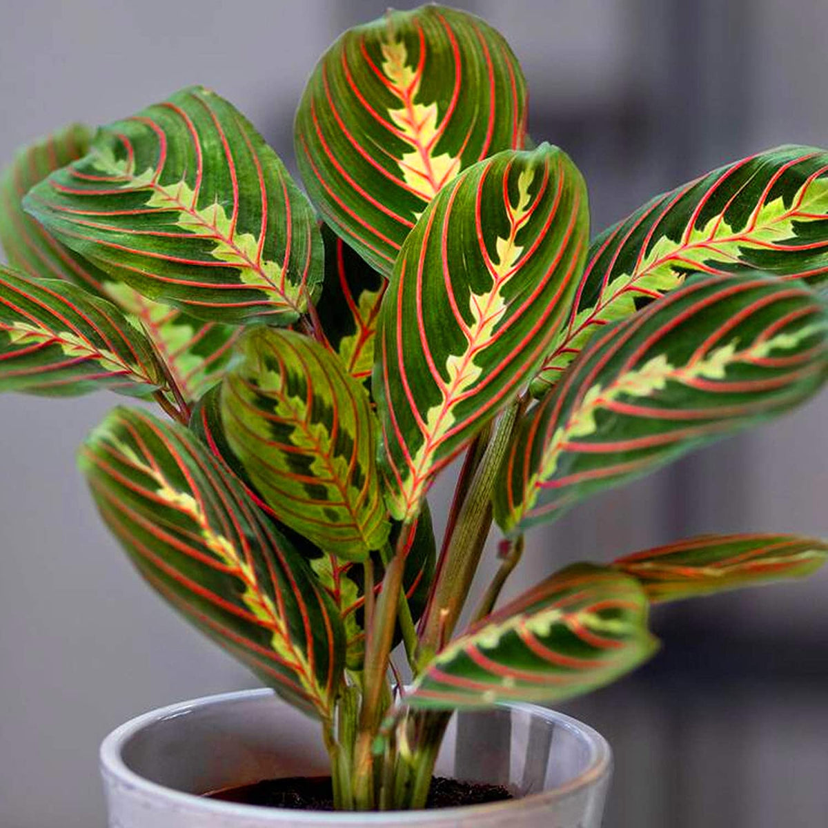 Maranta Fascinator