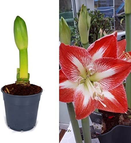 Amaryllis Bulb Exotic Striped Amaryllis Bulb 'Exotic Striped' image1 2