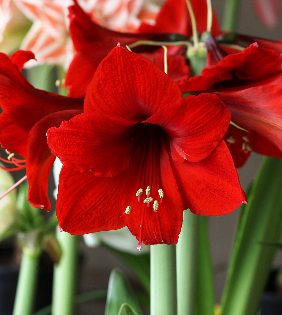 Amaryllis Bulb Royal Red 1 1