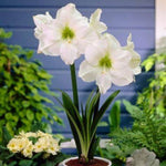 Amaryllis Potted Bulb  6