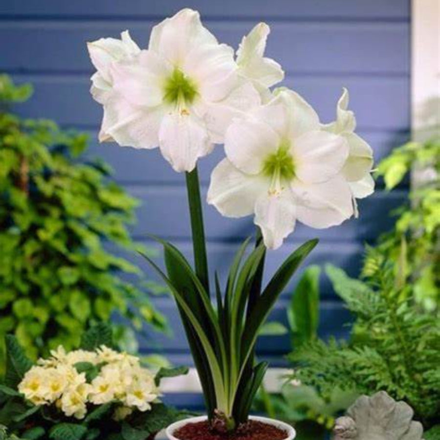 Amaryllis Potted Bulb  6