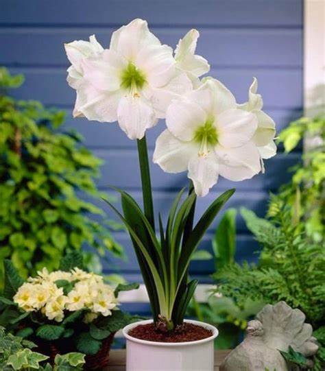 Amaryllis Bulb White Amaryllis Bulb White image1 2