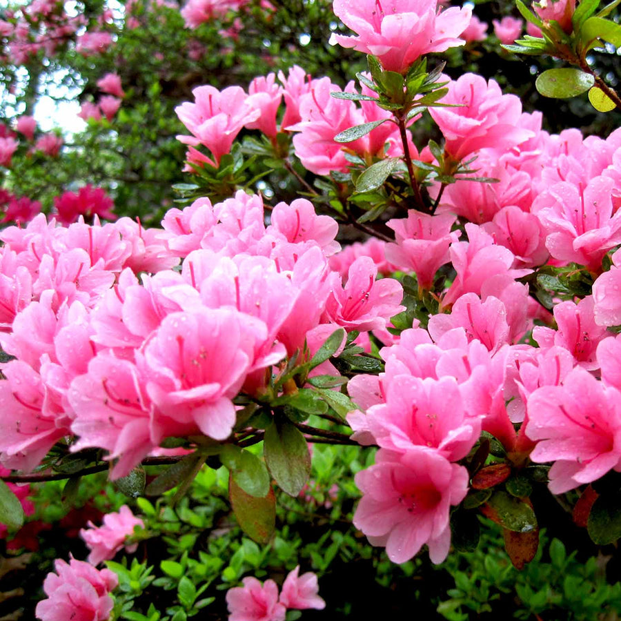 Pink Japanese Empress Azalea Plant 1 3