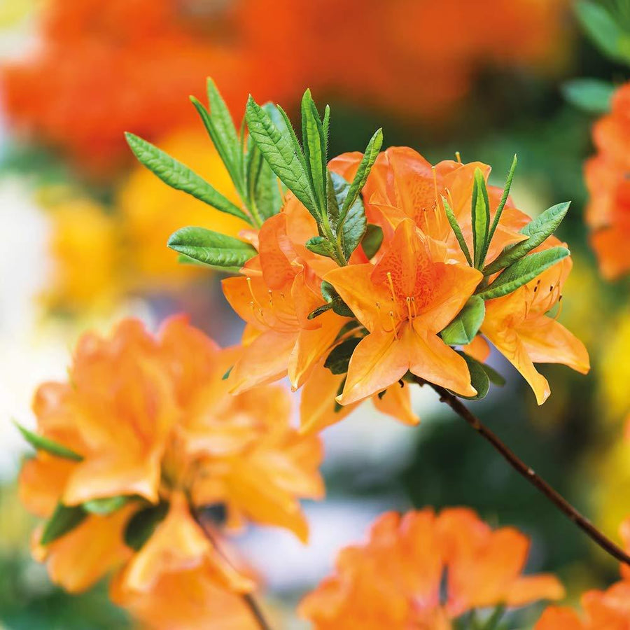 Azalea - Orange Beauty 1 1