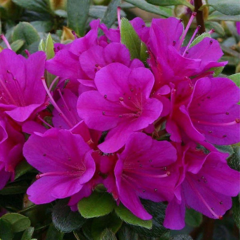 Japanese Azalea - Purple Splendor 1 1